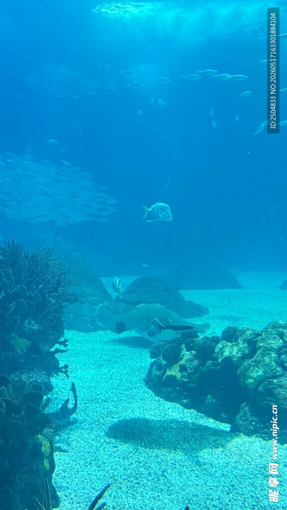 海底珊瑚礁景观画面