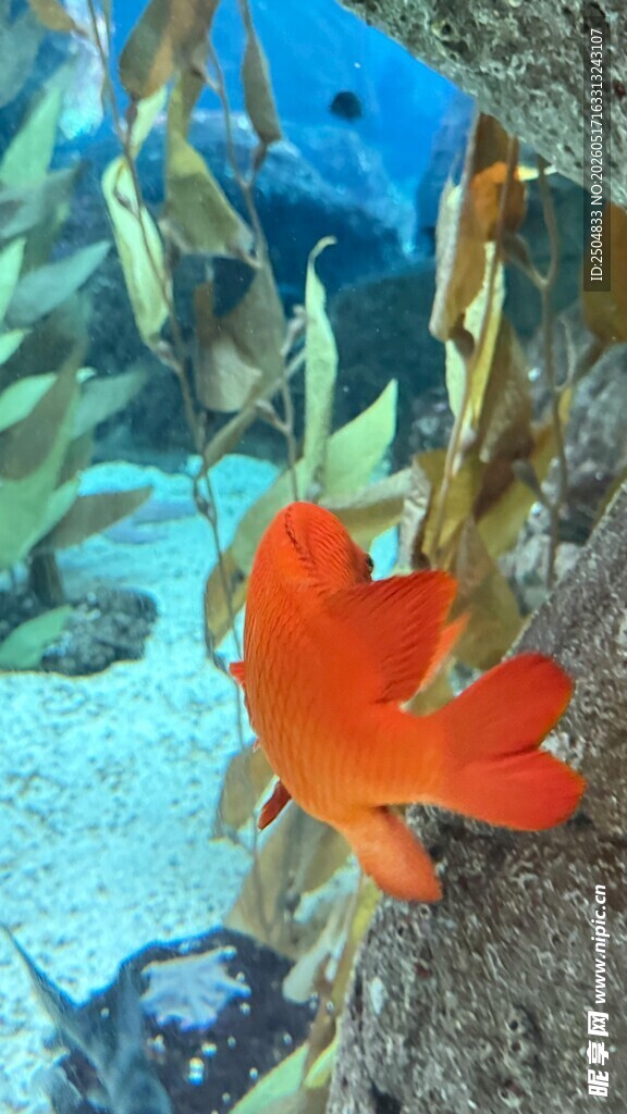 水族馆中的鲜艳橙色海鱼