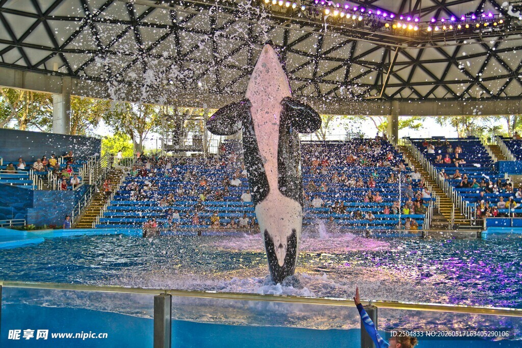 海豚在水族馆精彩表演