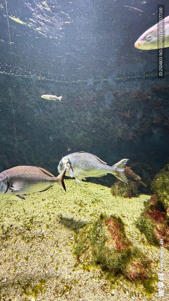 水族箱中的灵动观赏鱼