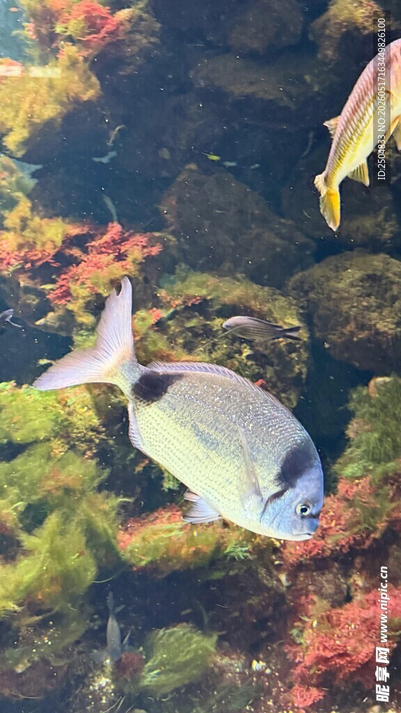 多彩海底世界中的美丽鱼类
