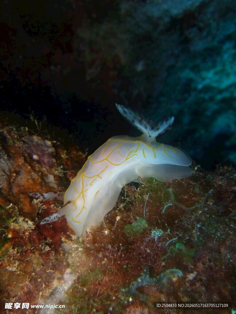海底白色海蛞蝓特写