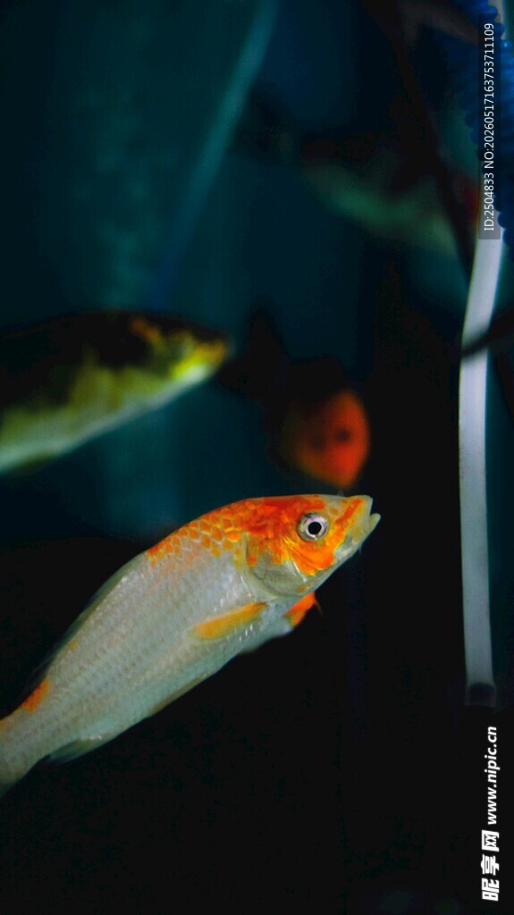 鱼缸中的多彩观赏鱼