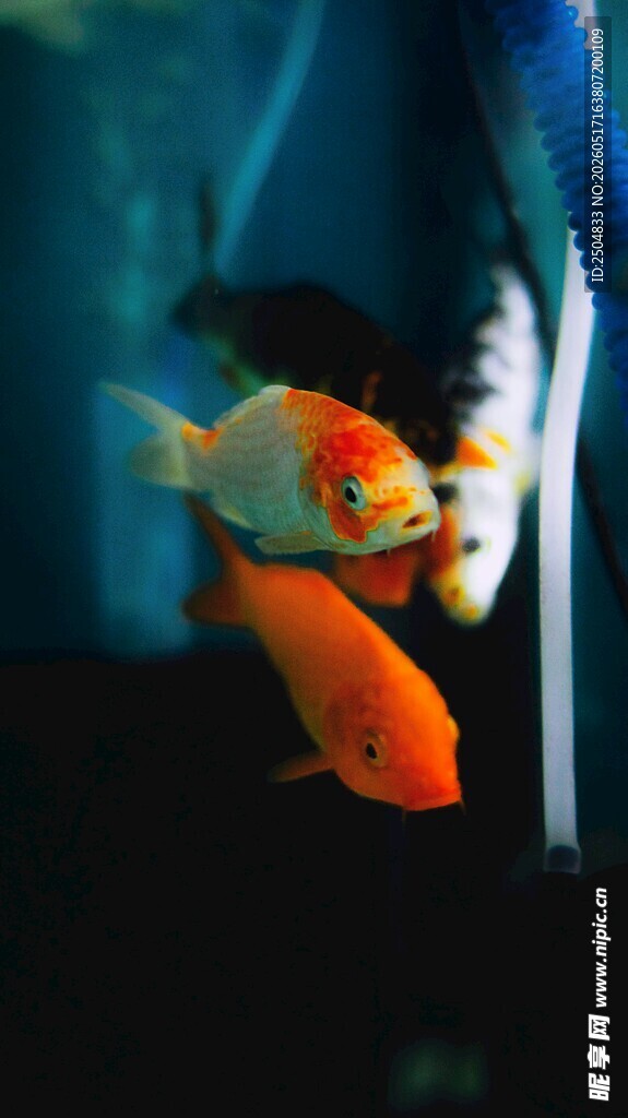 灵动金鱼在水中悠 