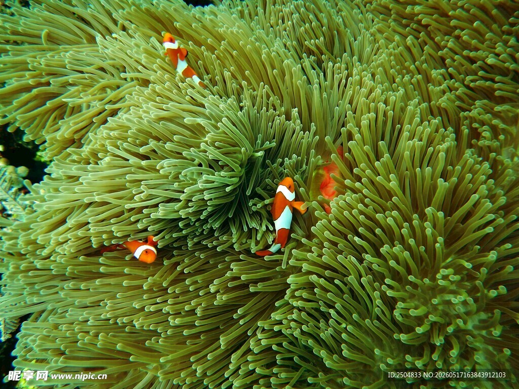 海葵中的小丑鱼