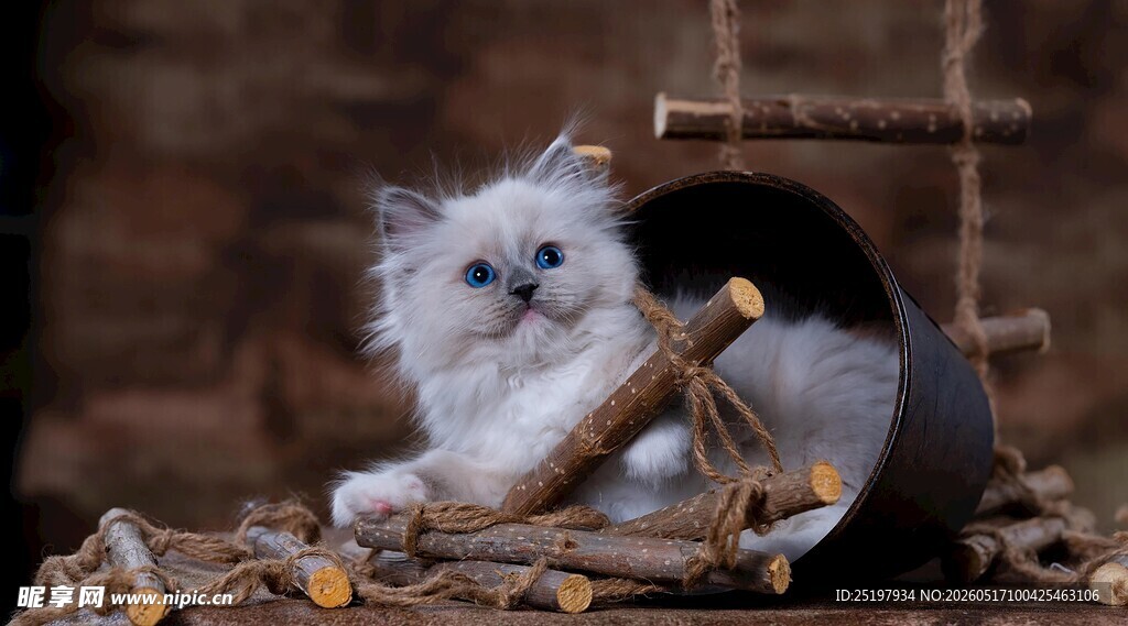 可爱猫咪