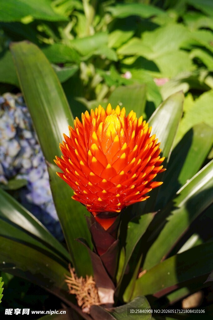 艳丽火炬姜花卉特写