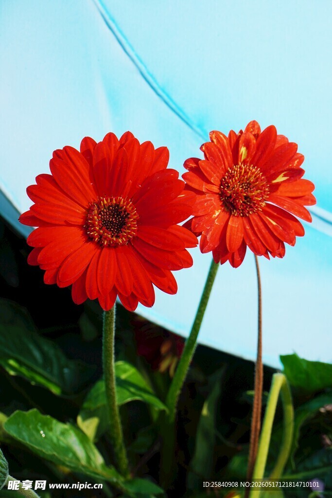 两朵鲜艳的红色非洲菊