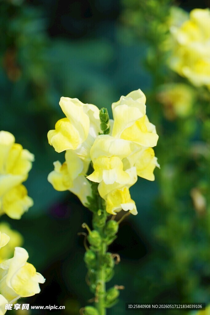 黄色金鱼草花朵特写