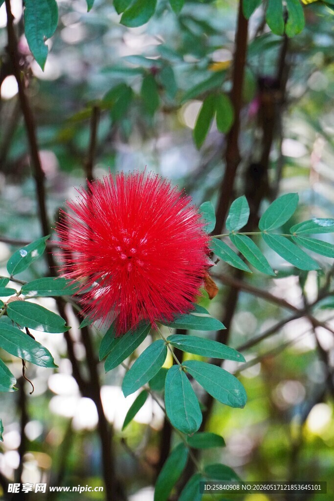 艳丽红绒球花绽放枝头