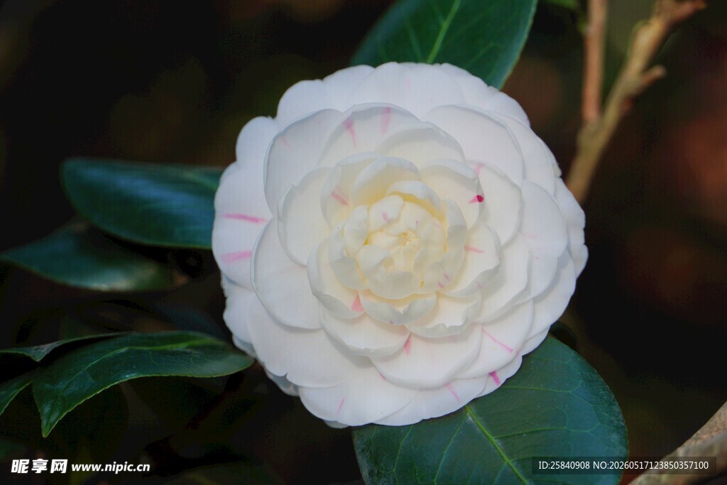 洁白山茶花绽放