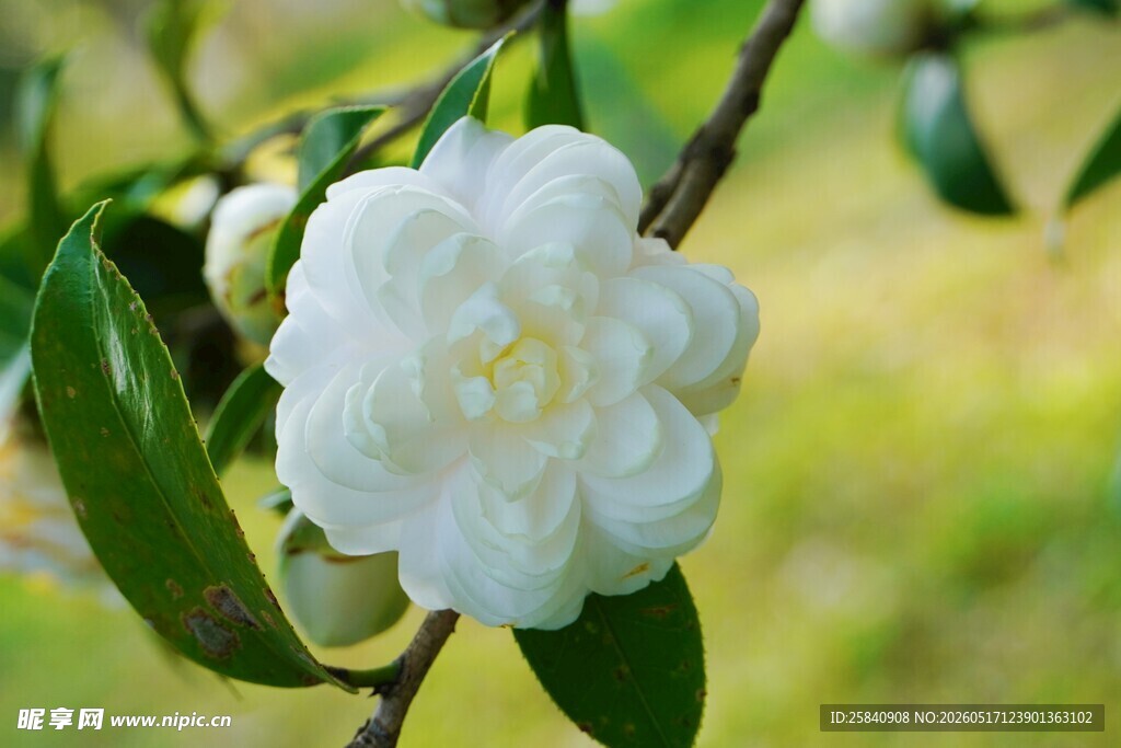 洁白山茶花绽放枝头