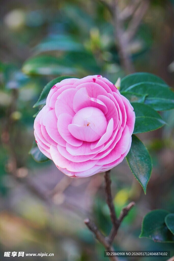 娇艳粉色山茶花特写