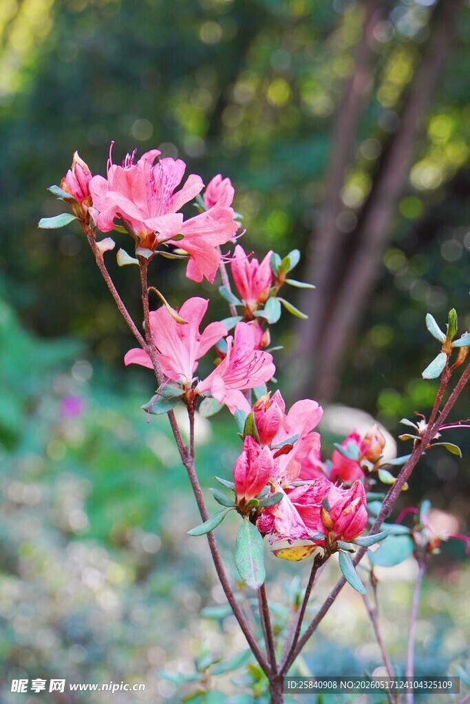 娇艳绽放的粉红色杜鹃花