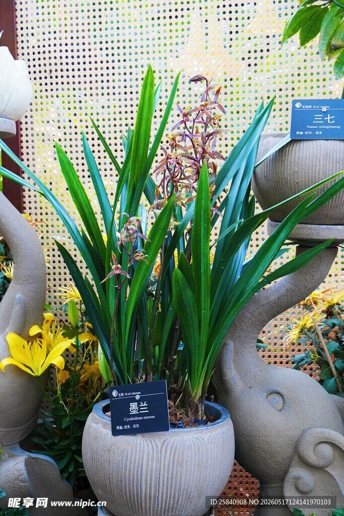 雅致盆栽兰花展示