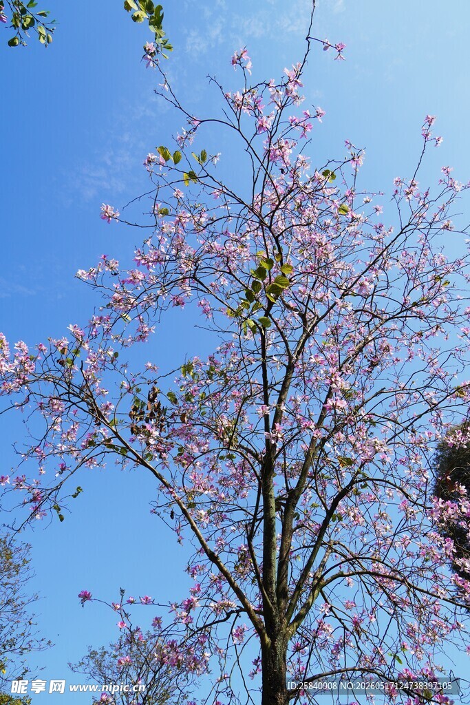 蓝天映衬下的烂漫粉花树