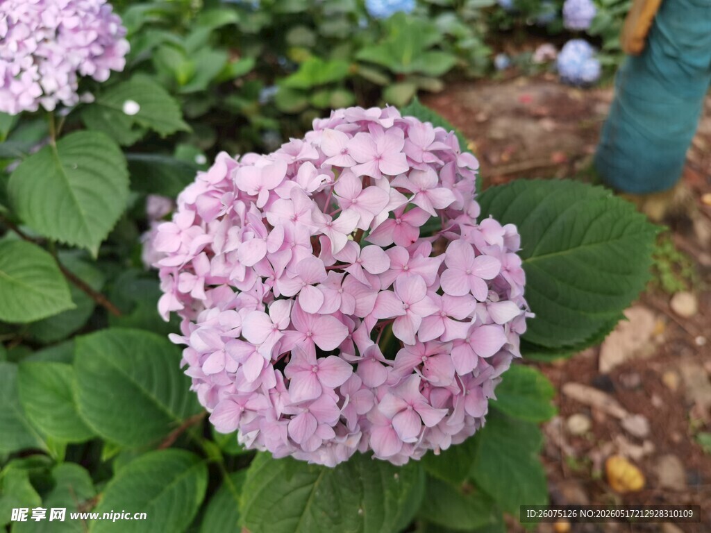 粉色绣球花绽放