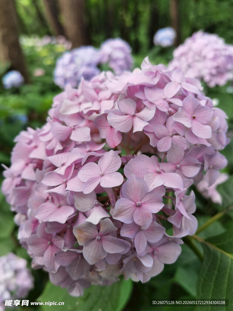 淡紫色绣球花绽放