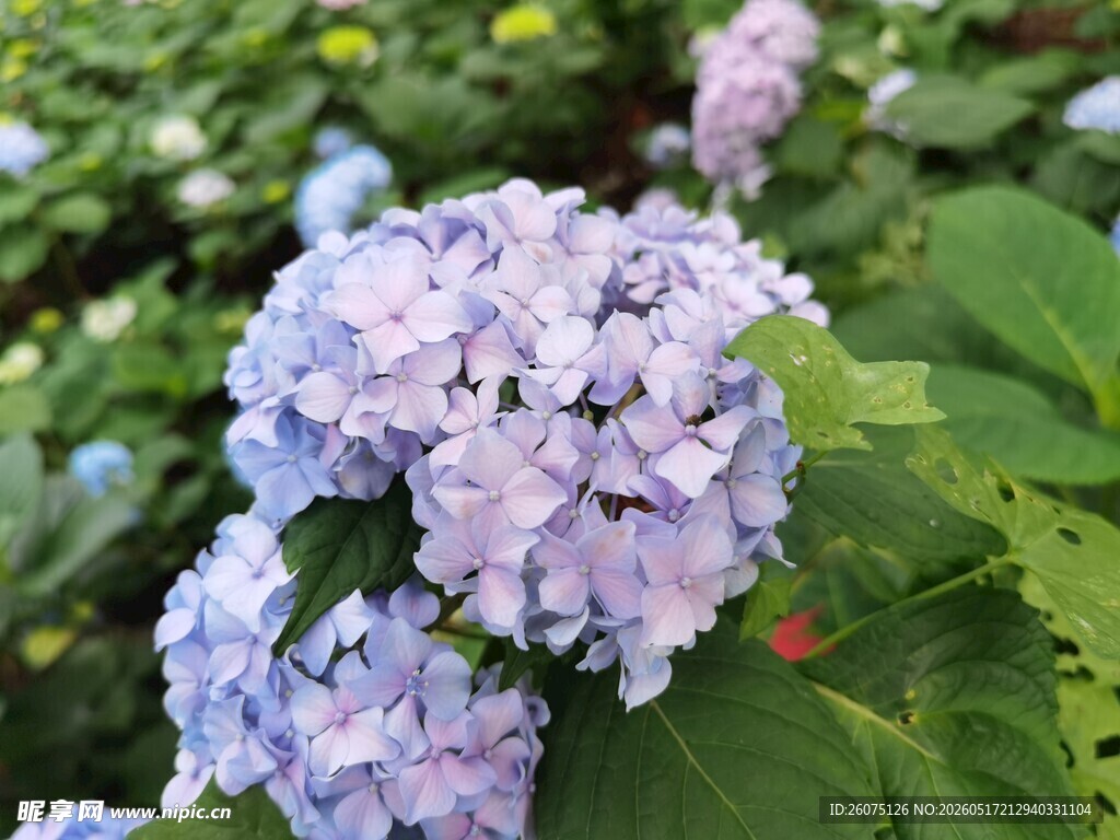淡紫色绣球花绽放