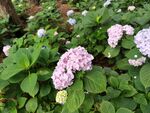 粉色绣球花绽放绿意间