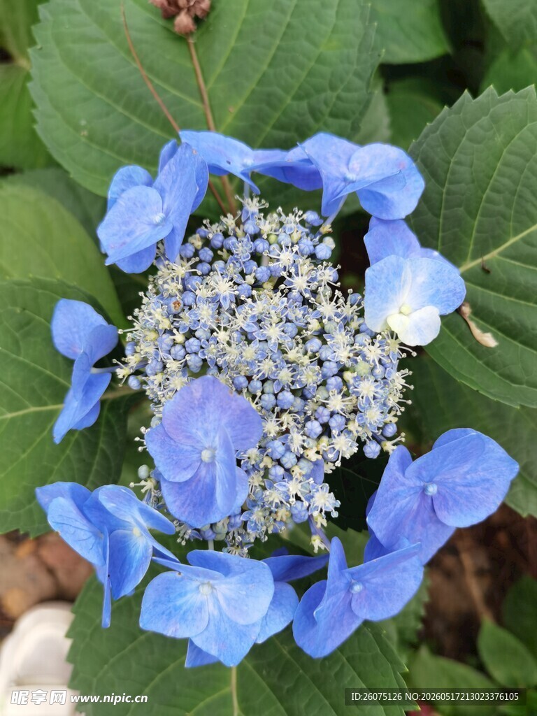 蓝色绣球花绽放