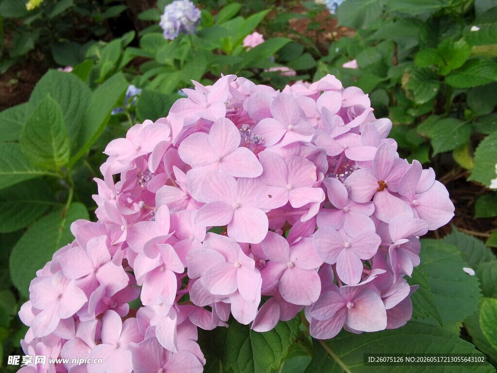 粉紫色绣球花特写