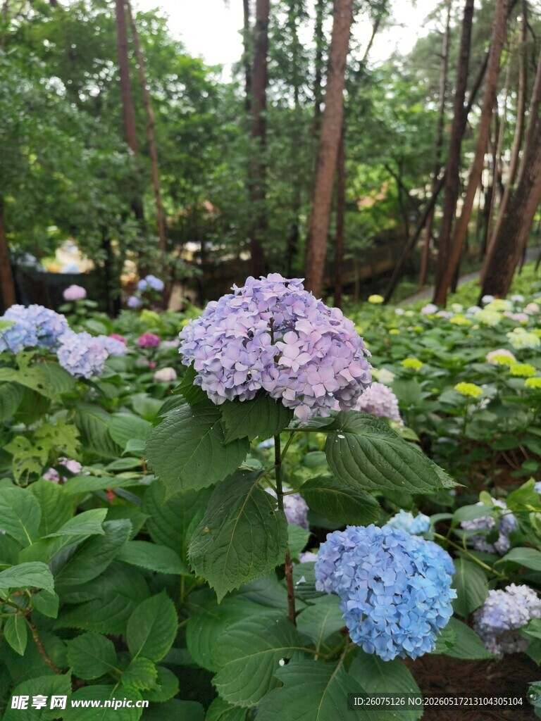 花园中的美丽绣球花
