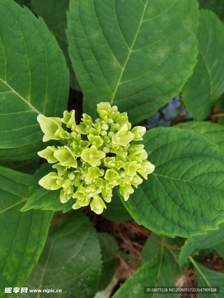 嫩绿绣球花绽放绿叶间
