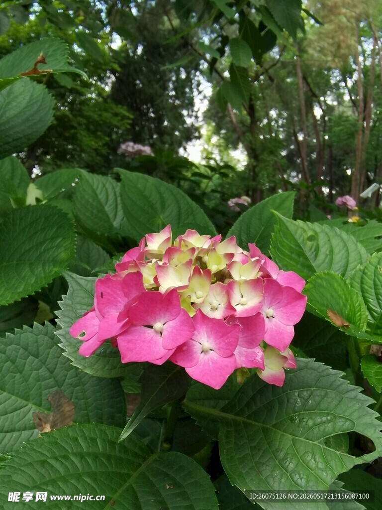 娇艳绣球花绽放绿叶间