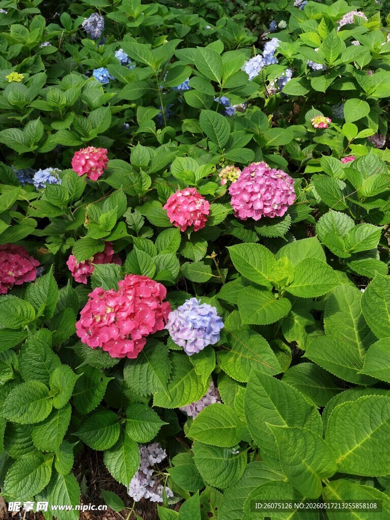 多彩绣球花绽放绿叶间