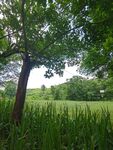 田野间大树下的绿意风景