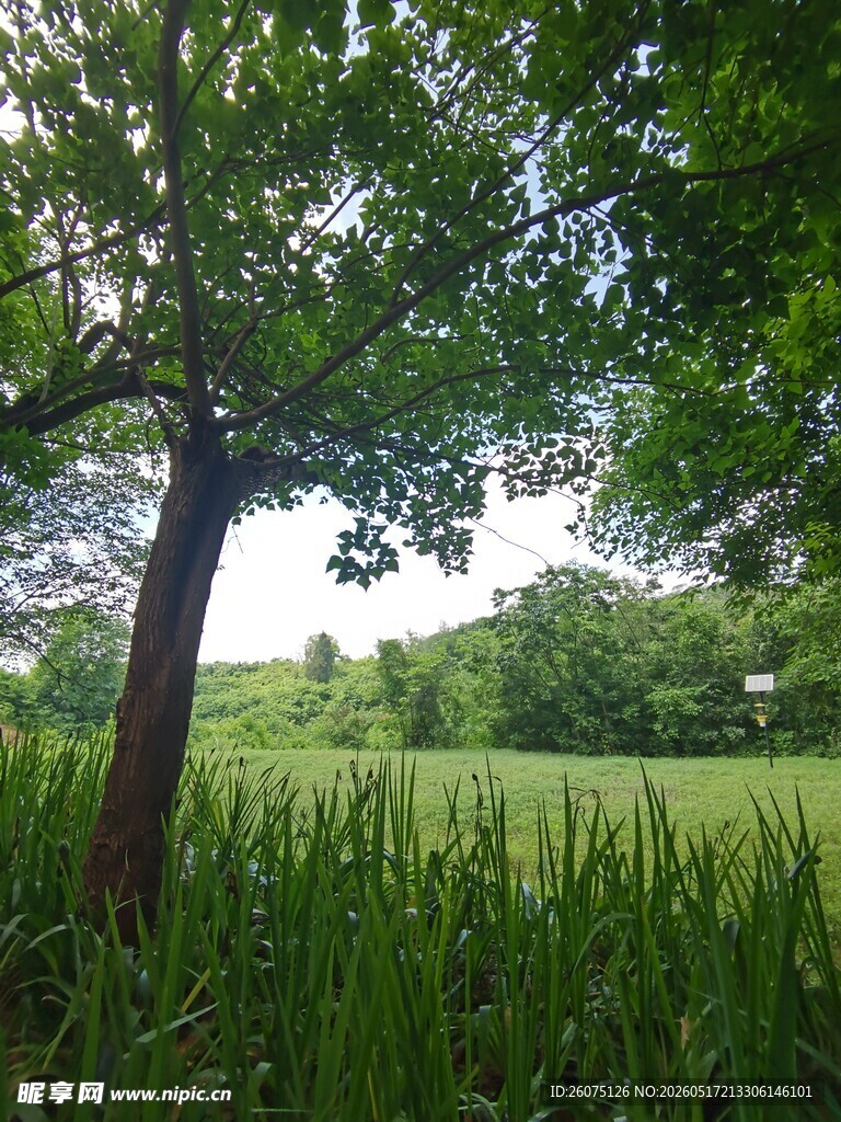田野间大树下的绿意风景