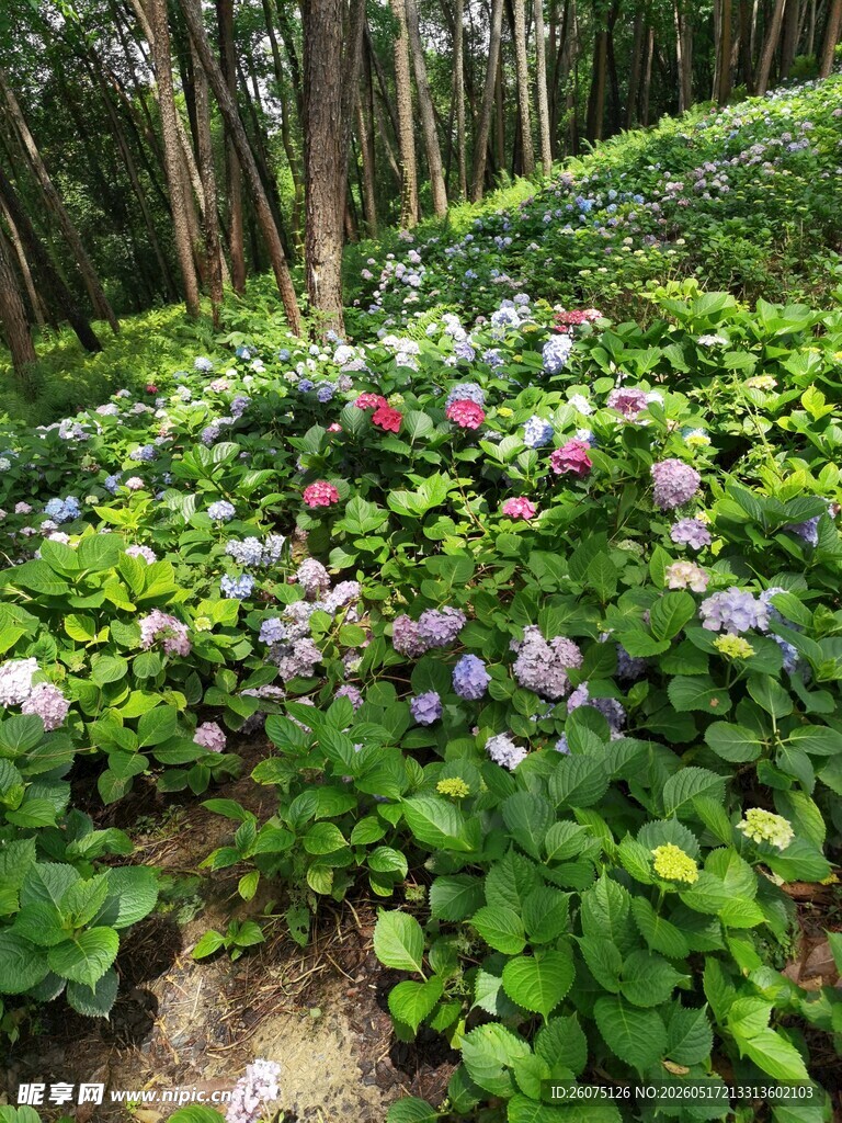 林间繁茂花草景观