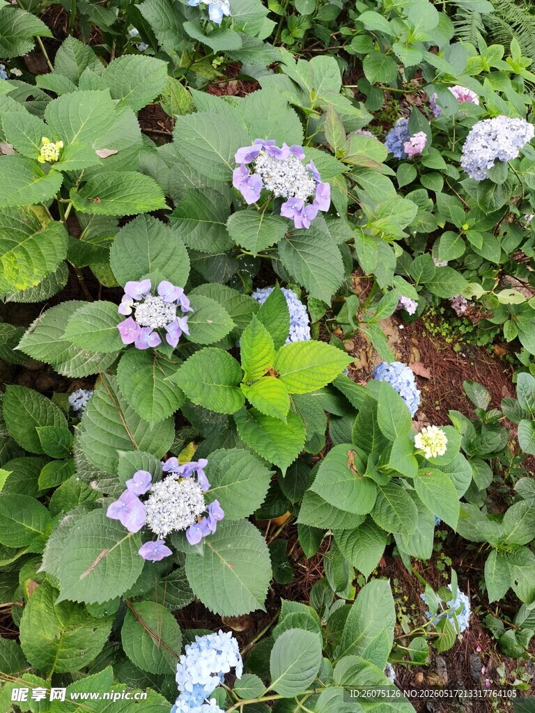 绿叶间绽放的蓝紫色绣球花