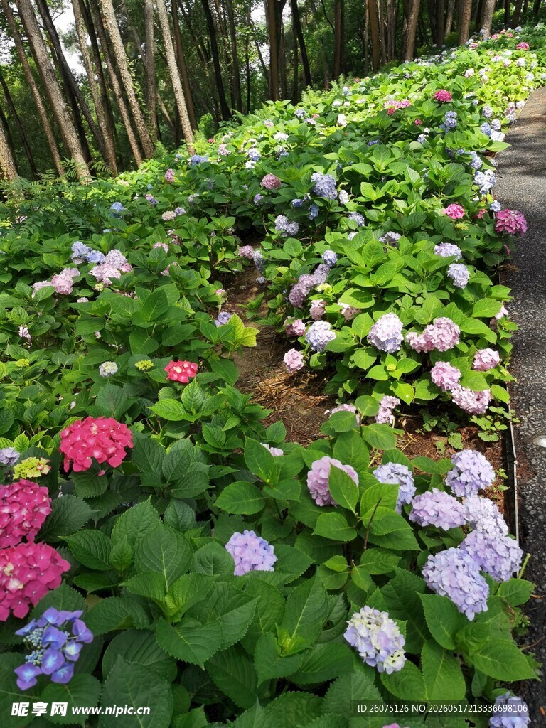 花园中多彩绣球花小径