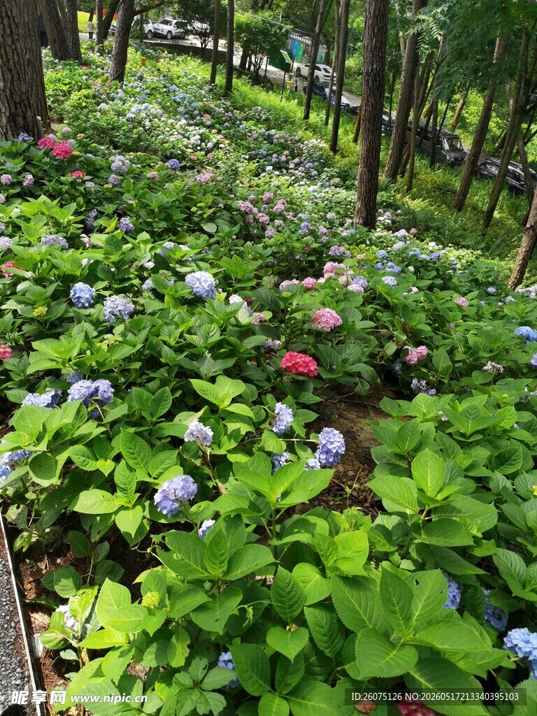 林间繁茂花草景观