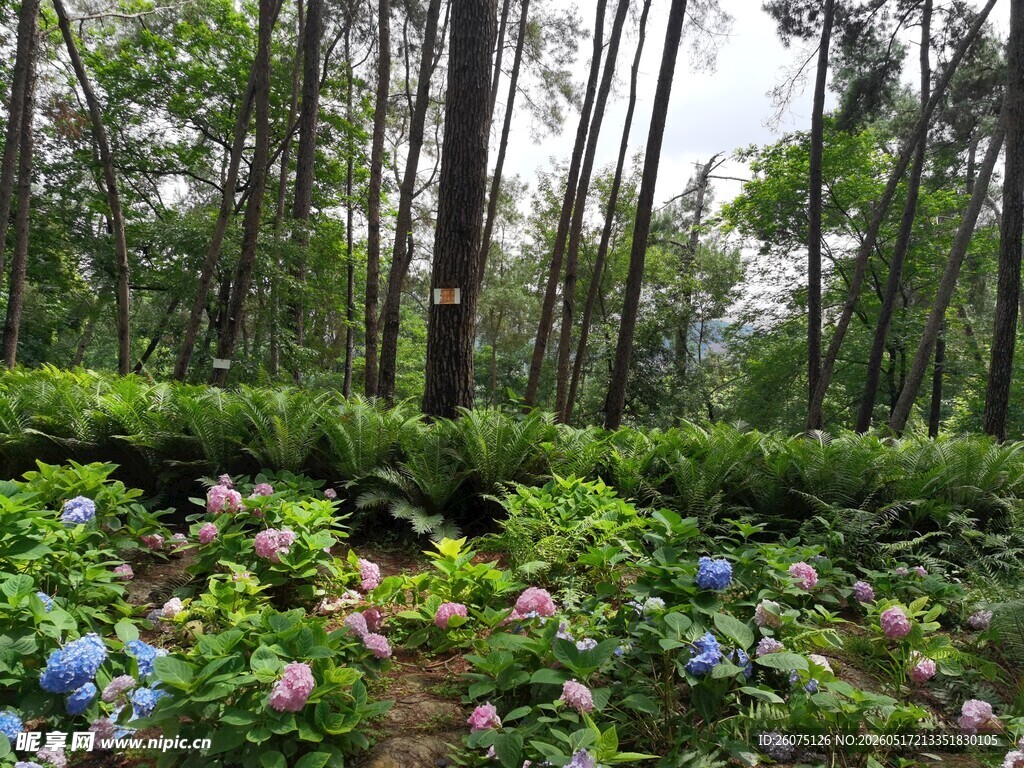 林间繁花似锦的自然美景
