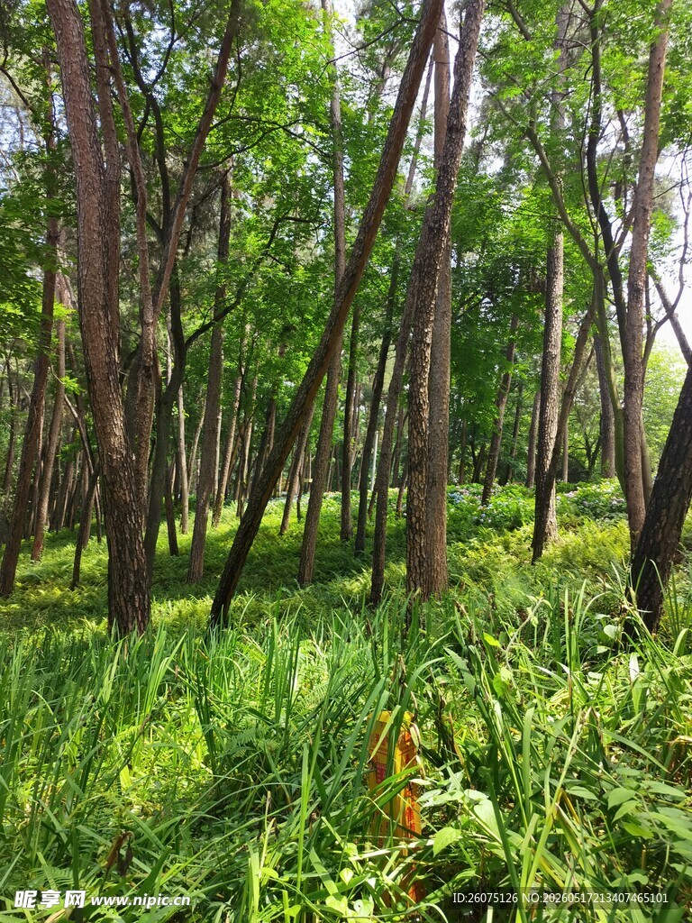 阳光洒落的茂密林间草地