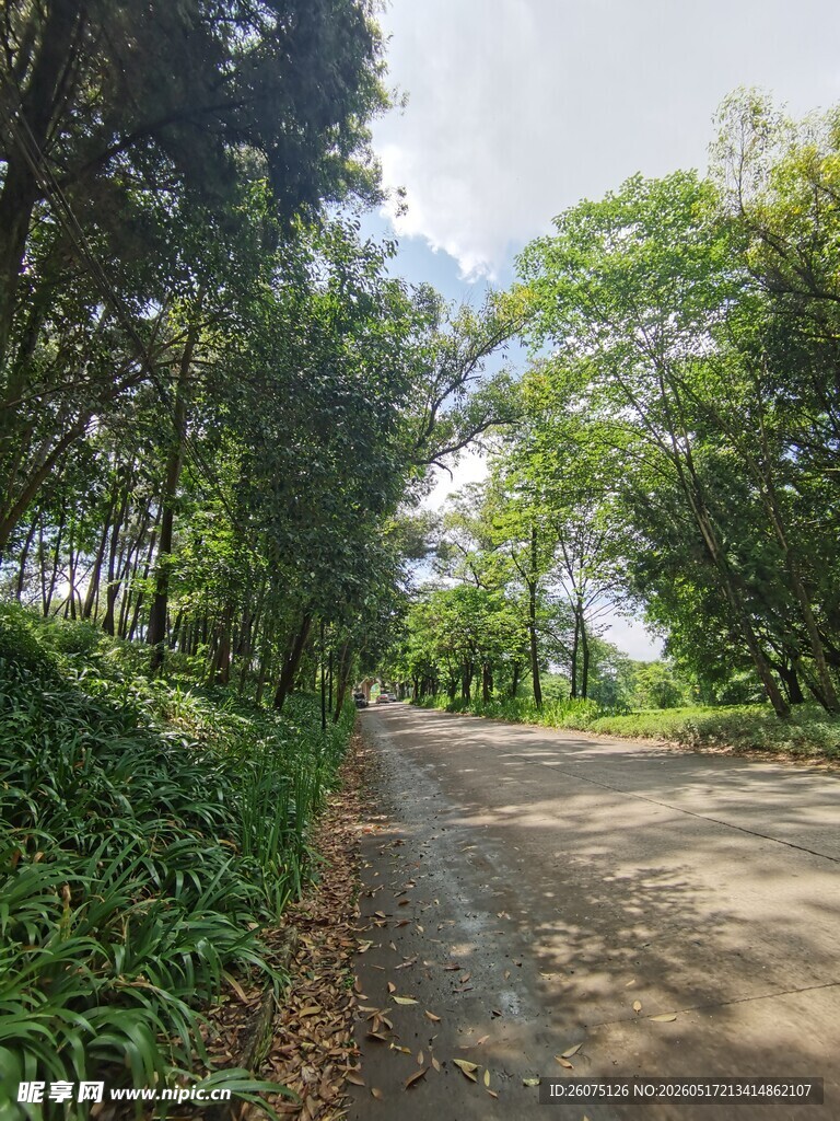 林间小路畅享自然静谧