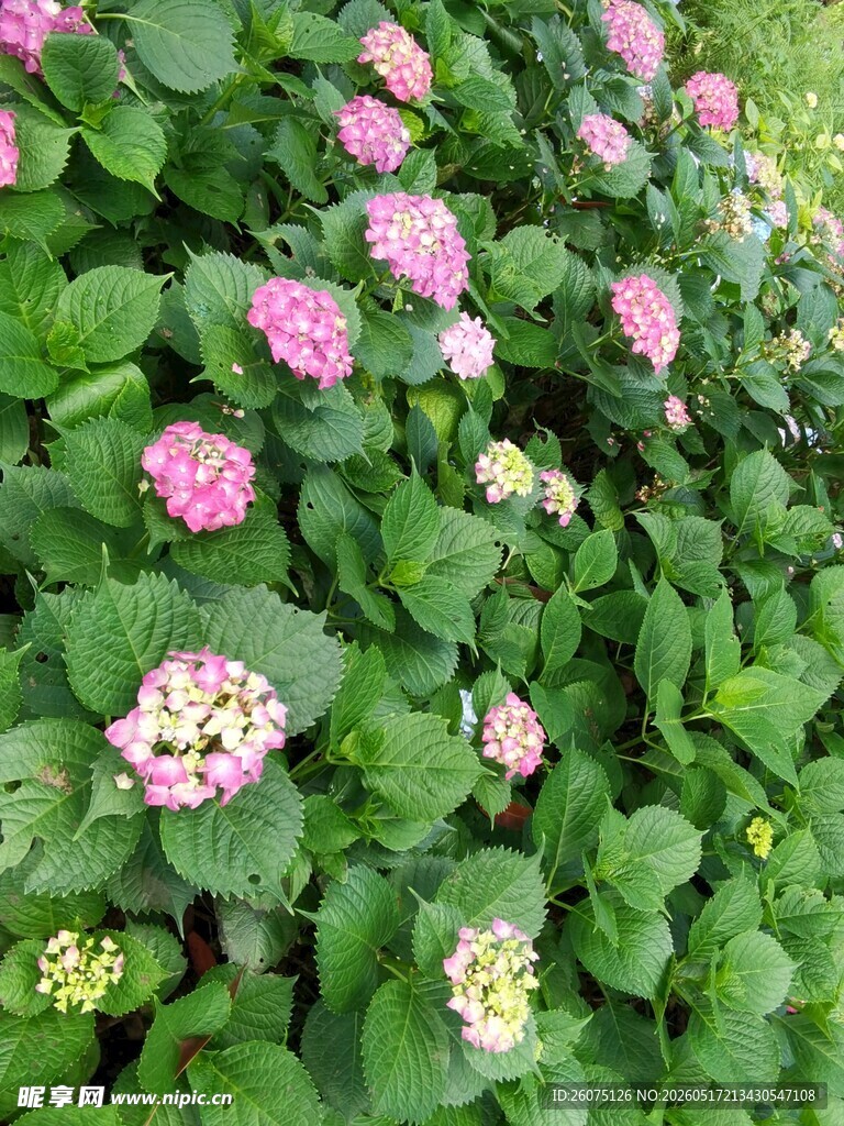 粉色绣球花绽放于绿叶间