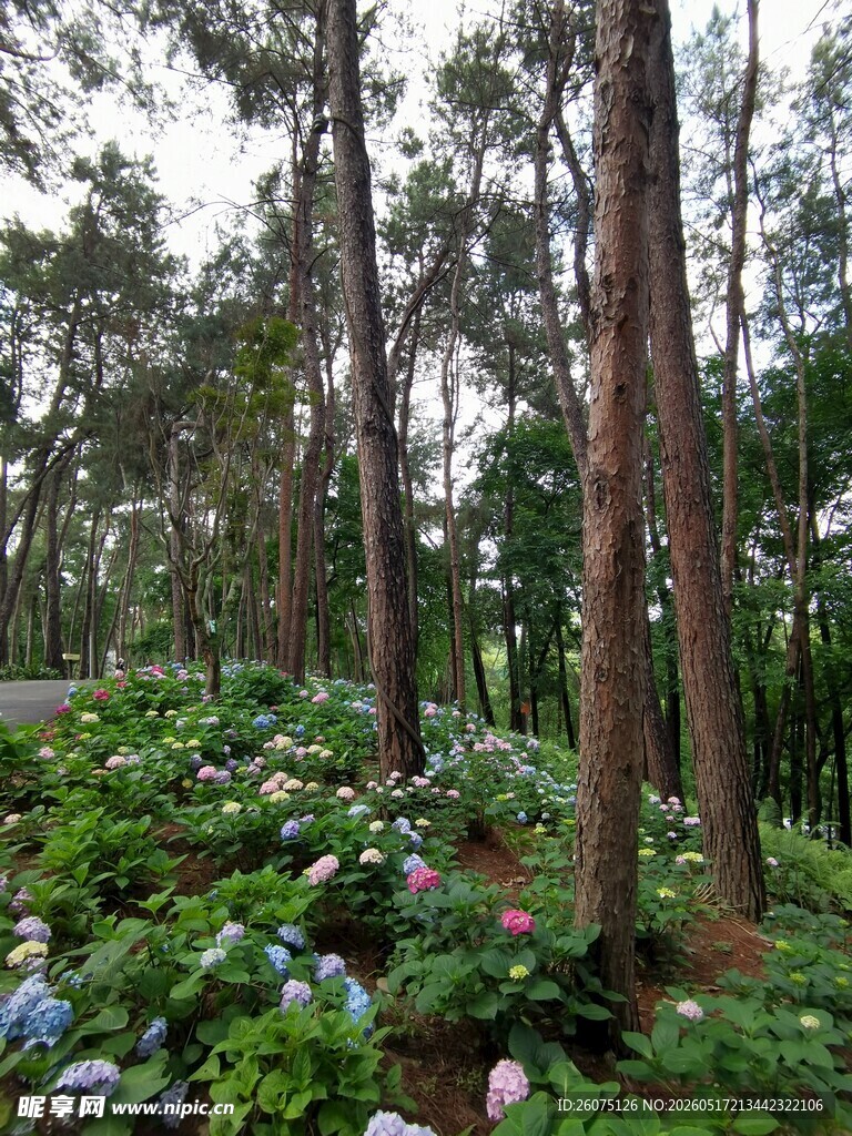 茂密森林中的绿植景观