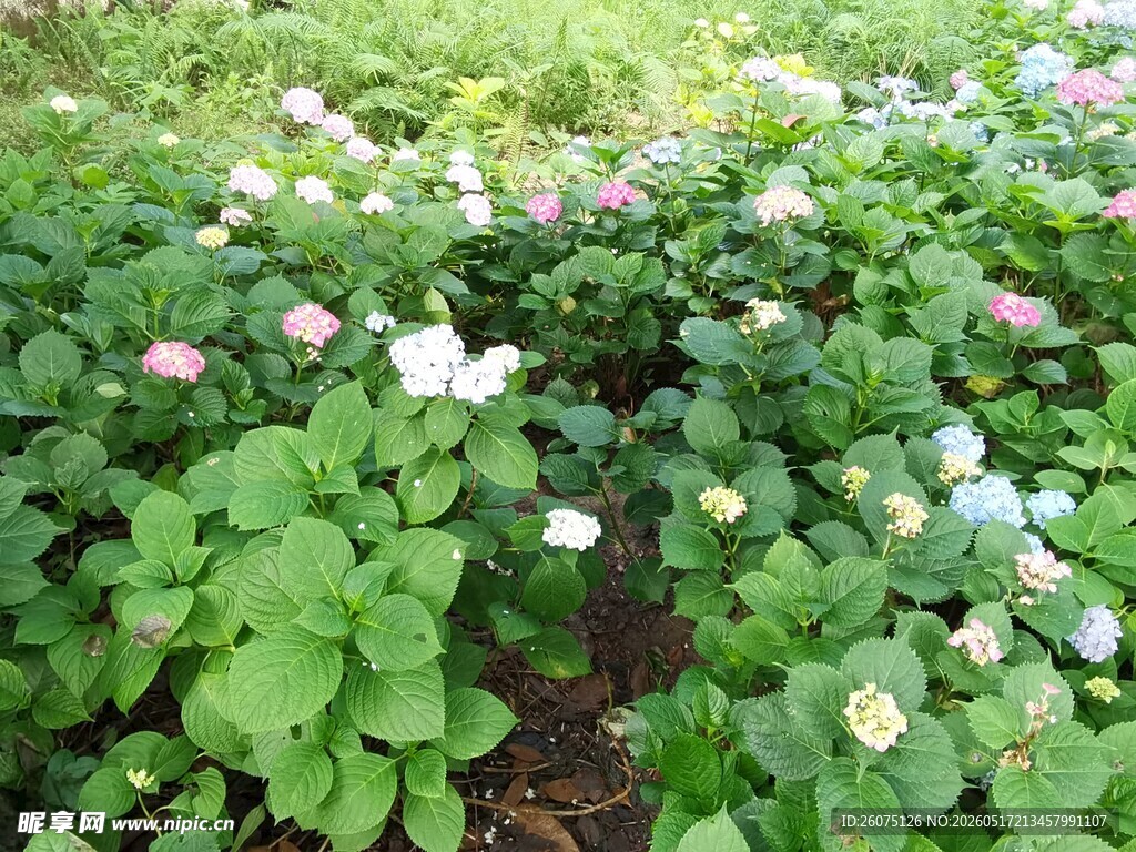 多彩绣球花丛景观