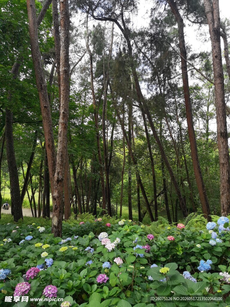 林间花草与挺拔树木景观