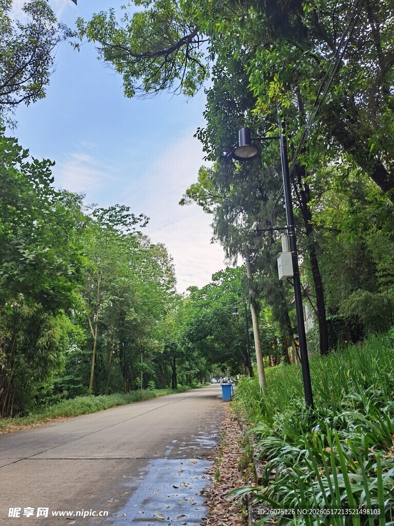 林间小道绿意盎然的风景