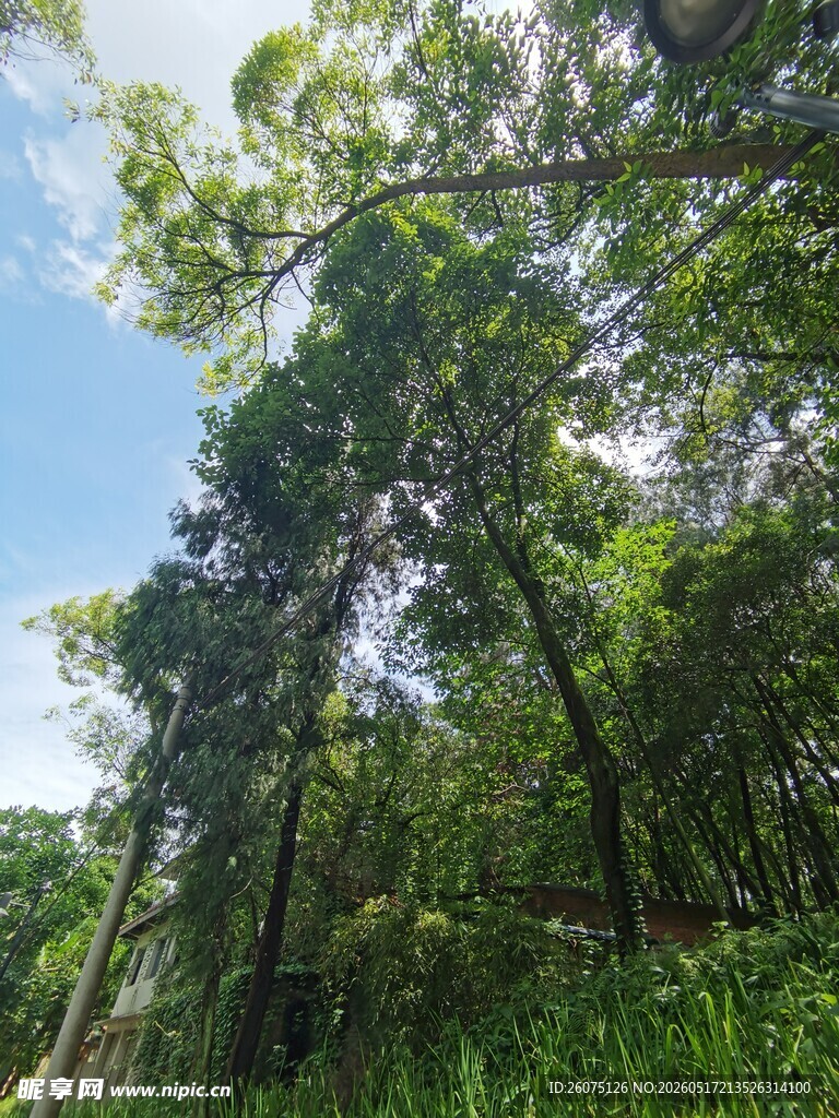 茂密森林中的挺拔树木