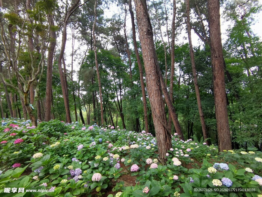 林间繁花盛开的静谧景致