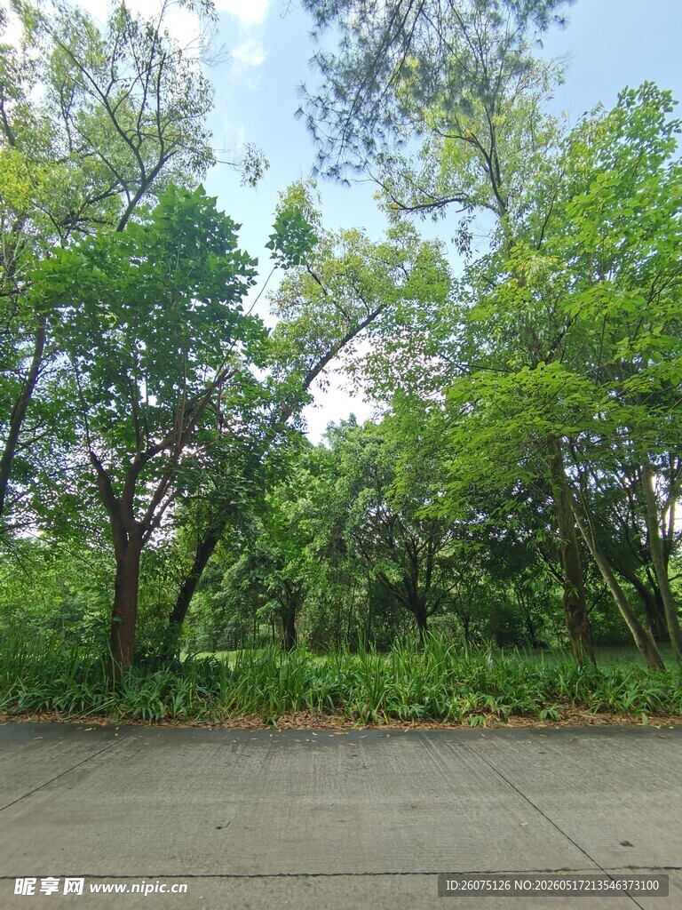 林间空旷道路绿意盎然