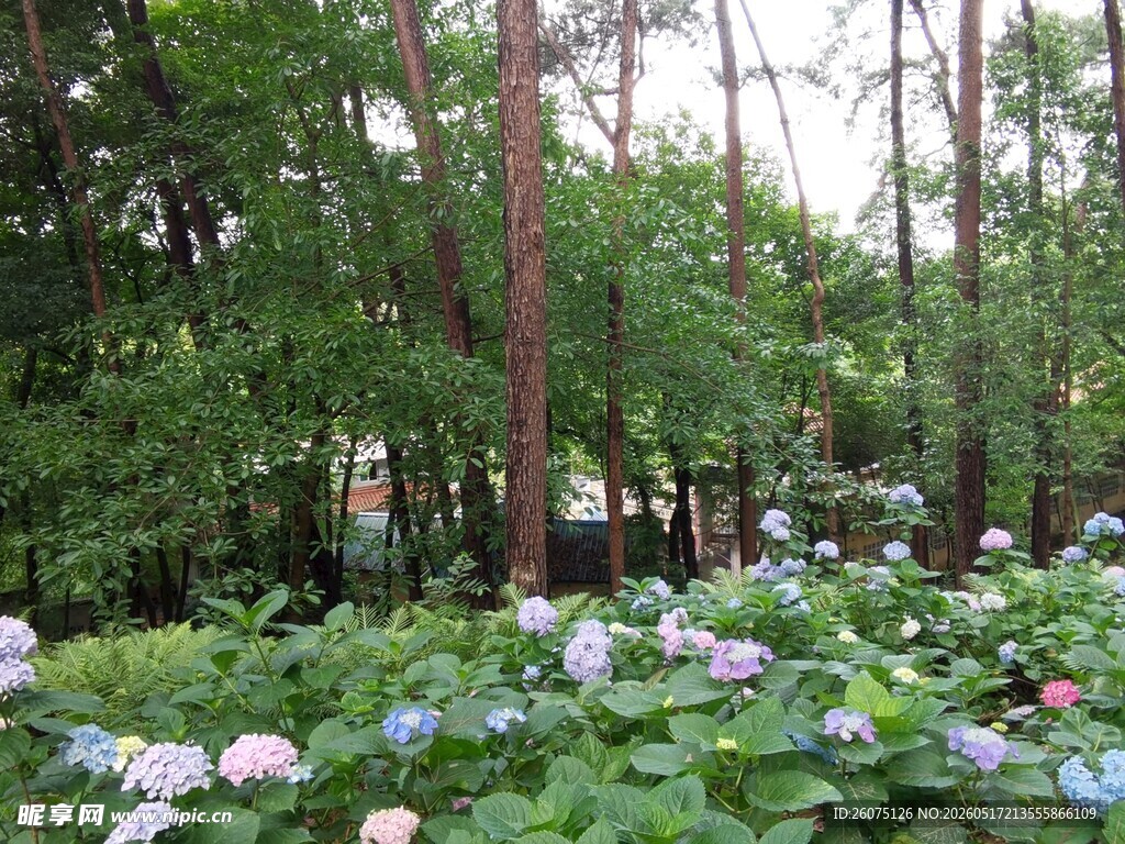 林间绣球花绽放的美景