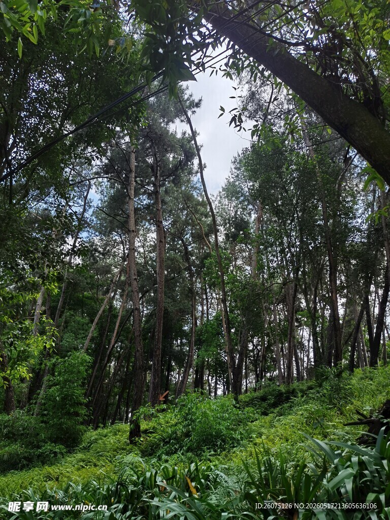 茂密森林绿意盎然的景致