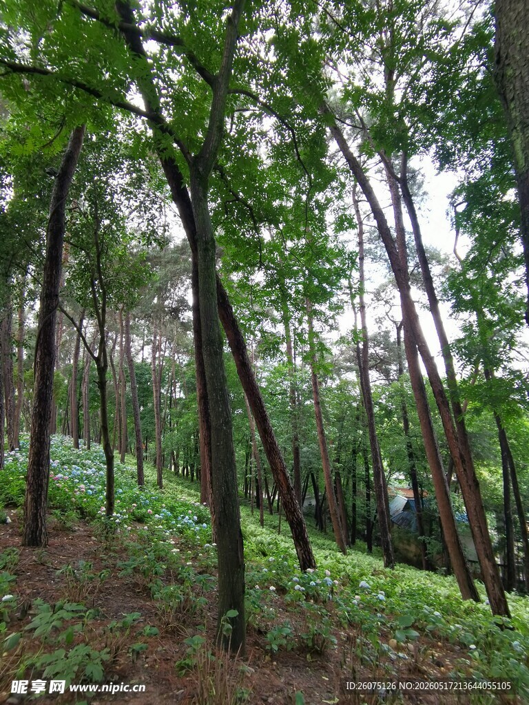 茂密树林中的自然景致